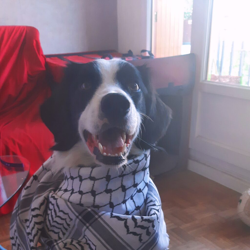 Chien noir et blanc portant un keffieh