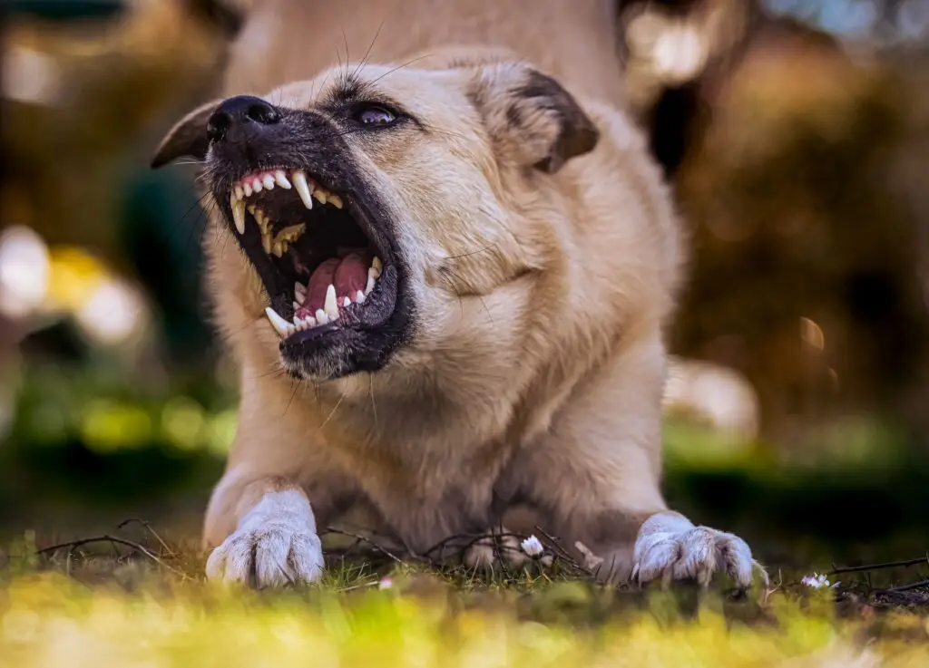 Chien montant les crocs